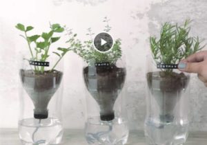 3 Ways to Reuse Plastic Bottles in The Garden