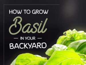 basil